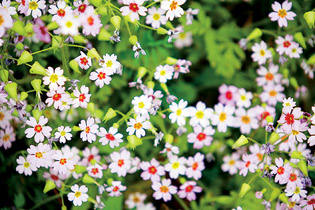 羽葉報春 園林植物 科技動態 中國風景園林網
