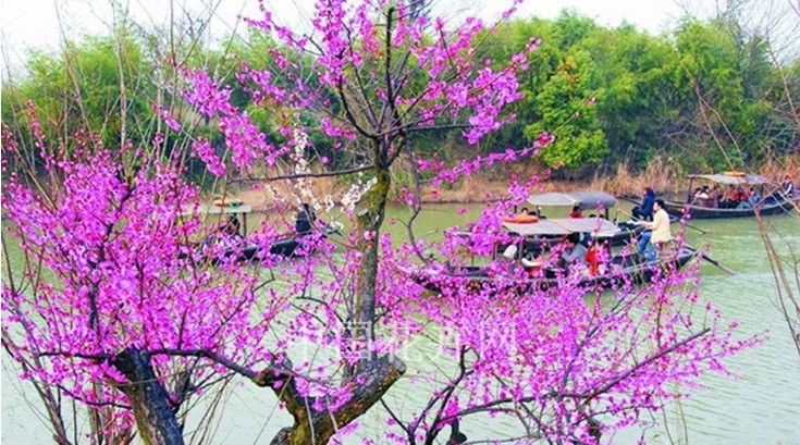 西溪濕地 保護工程 濕地文化