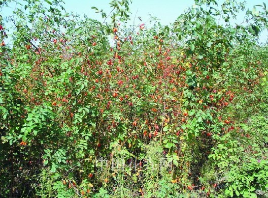 沈陽 俄羅斯 大果薔薇