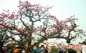 東莞 木棉 古樹
