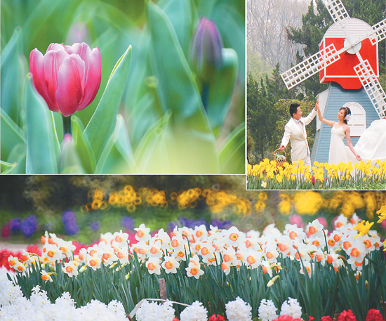 歐洲 花卉 南京