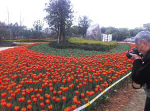 浙江 金華 郁金香