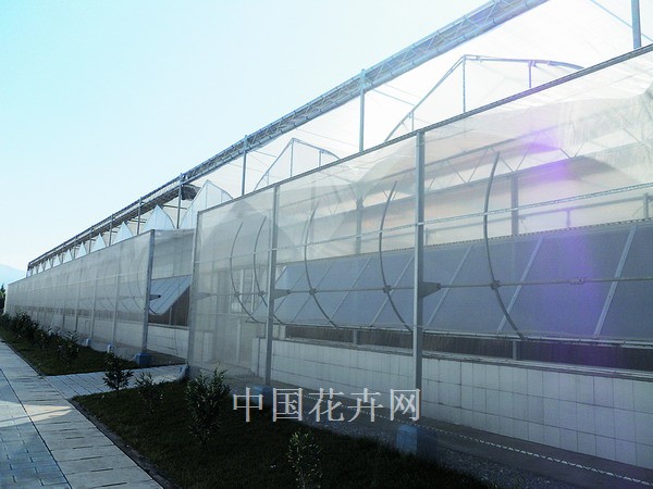 一品紅 陽光 種植