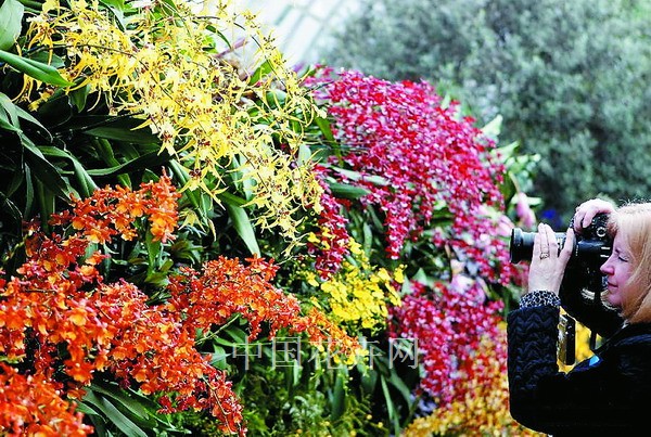 紐約 花展 植物園