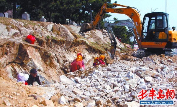 青島 石頭上種樹 園林 綠化 中國風景園林網