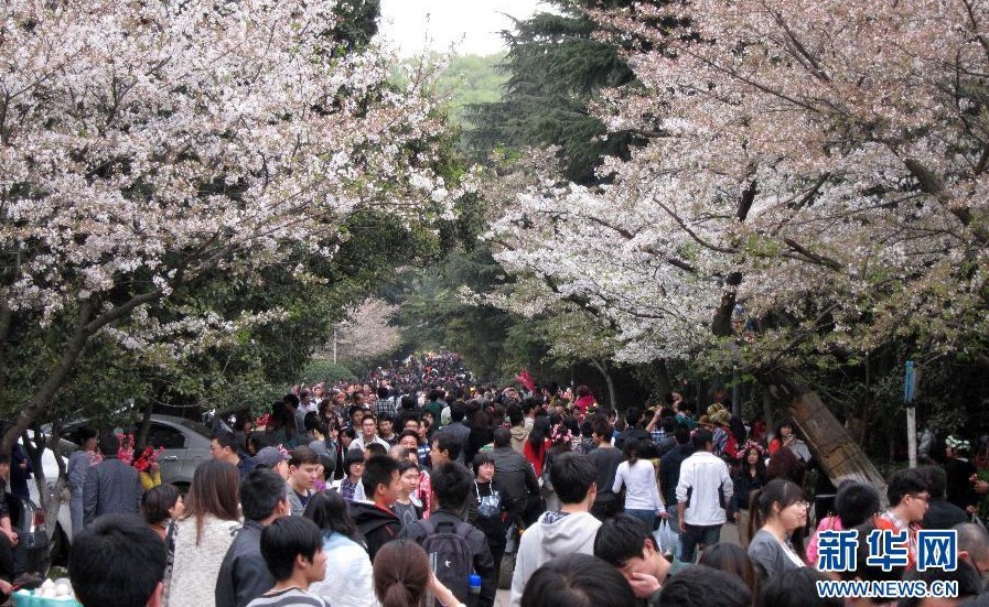 武大 櫻花 文化