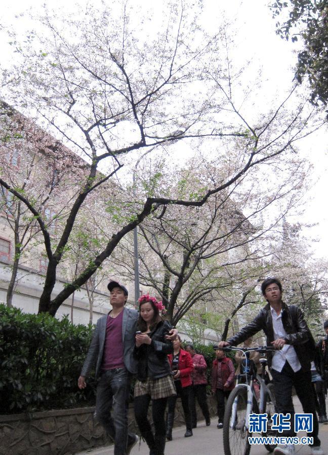 武大 櫻花 文化