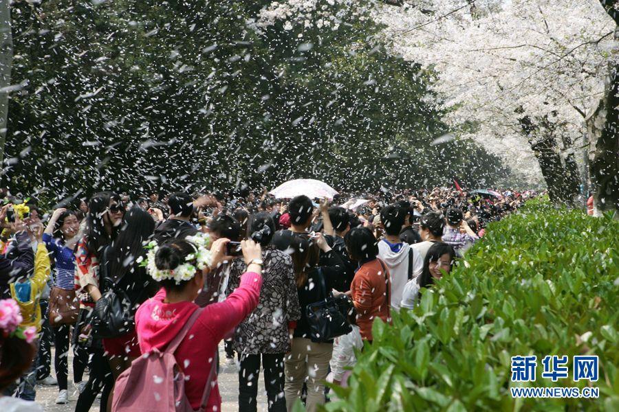 武大 櫻花 文化