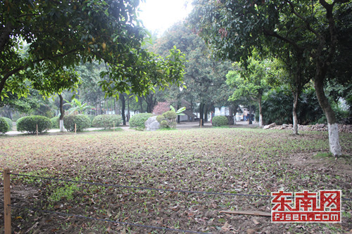 西湖 公園 野生花卉