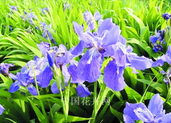 馬藺 栽培 管理