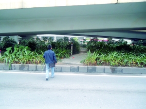 綠化帶 司機(jī) 橫穿馬路 中國風(fēng)景園林網(wǎng)