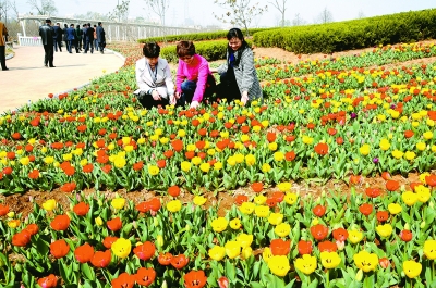 江蘇 花卉 郁金香