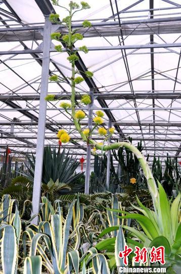 植物 龍舌蘭 寧波