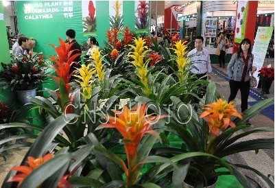 花卉 北京 展覽