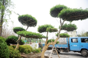 揚州 綠化 新穎植物 中國風景園林網