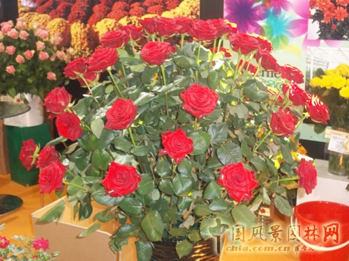 中國風(fēng)景園林網(wǎng) 展會信息 花卉展