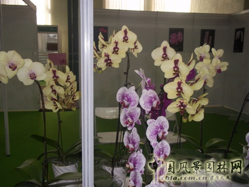 中國風(fēng)景園林網(wǎng) 展會信息 花卉展
