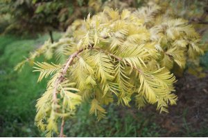 金葉水杉 園林 苗木