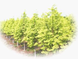 金葉水杉 園林 苗木