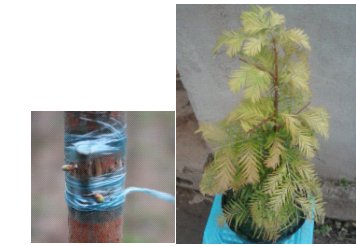 金葉水杉 園林 苗木