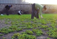 天津 綠化 挖野菜 中國風(fēng)景園林網(wǎng)