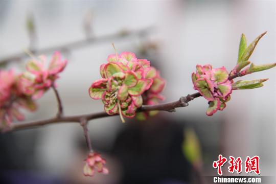 湖北 杏花 專家