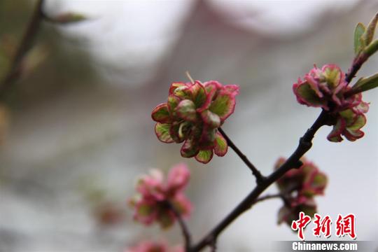 湖北 杏花 專家