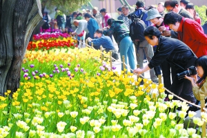 北京 郁金香 公園