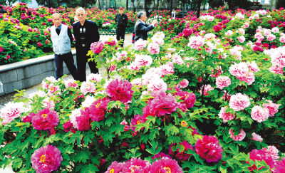 洛陽 牡丹 花期