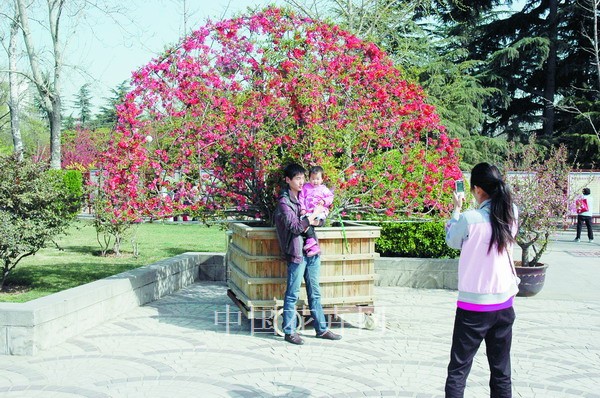 鄭州 海棠 文化節