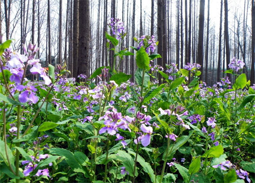 春天 科普 野花