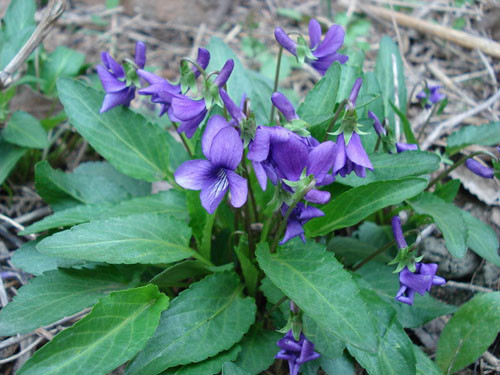 春天 科普 野花