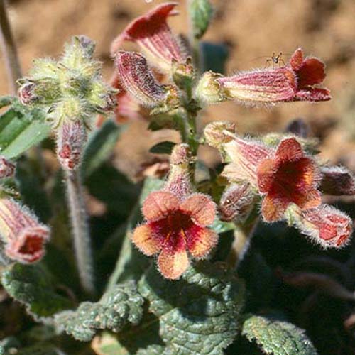 春天 科普 野花