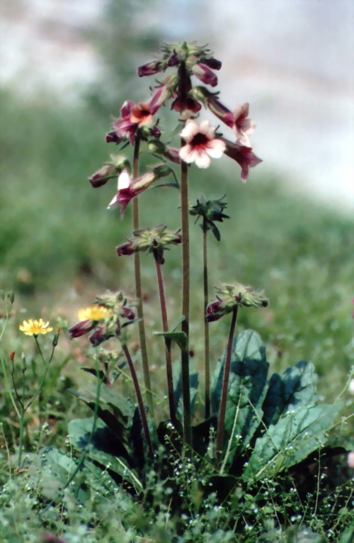 春天 科普 野花
