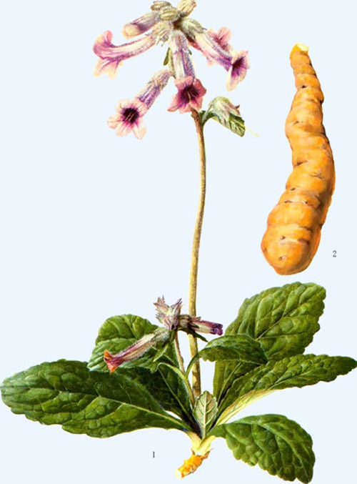 春天 科普 野花