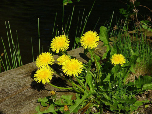 春天 科普 野花