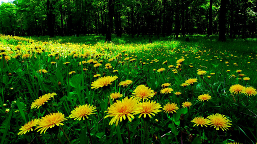 春天 科普 野花