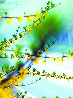 北京 公路 綠化 本土草 進(jìn)口草 中國風(fēng)景園林網(wǎng)