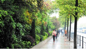 長沙 綠化 行道樹