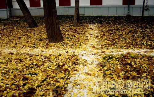郭明 景觀設計 北京園博會 設計師廣場 北大醫學部 中國風景園林網