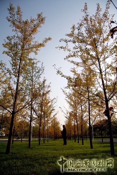 郭明 中國疾病預(yù)防控制中心 景觀設(shè)計 中外園林 中國風(fēng)景園林網(wǎng)