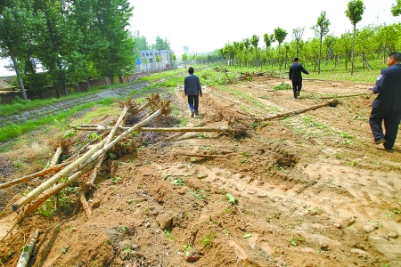 鄭州 中州大道 景觀綠化帶 法桐 鏟倒 中國風景園林網