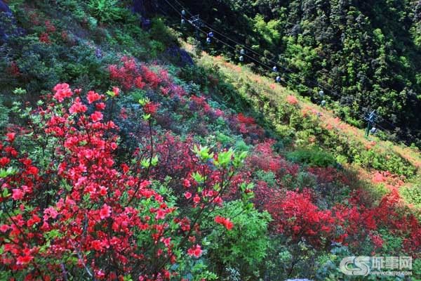 江西 杜鵑 武功山