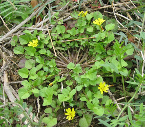 野花 春天 科普
