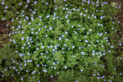 野花 春天 科普