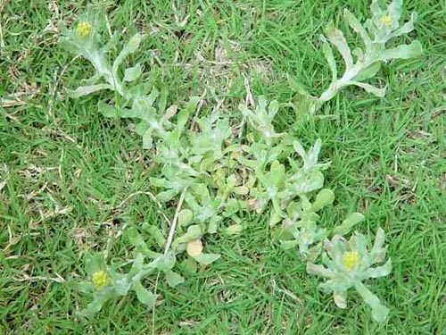 野花 春天 科普