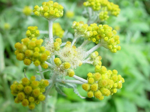 野花 春天 科普