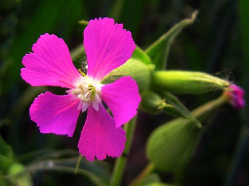 野花 春天 科普