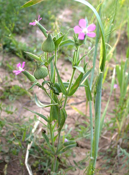 野花 春天 科普