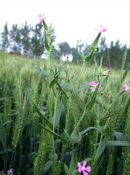 野花 春天 科普